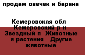 продам овечек и барана - Кемеровская обл., Кемеровский р-н, Звездный п. Животные и растения » Другие животные   